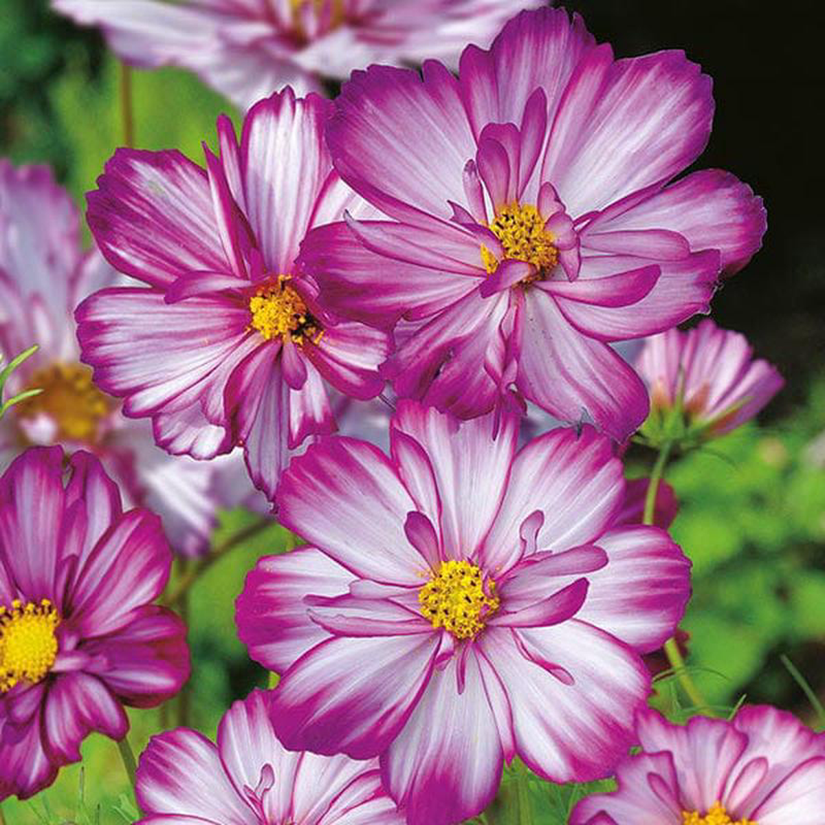 Cosmos Sweet Kisses 8211 Mr Fothergill8217s Seeds