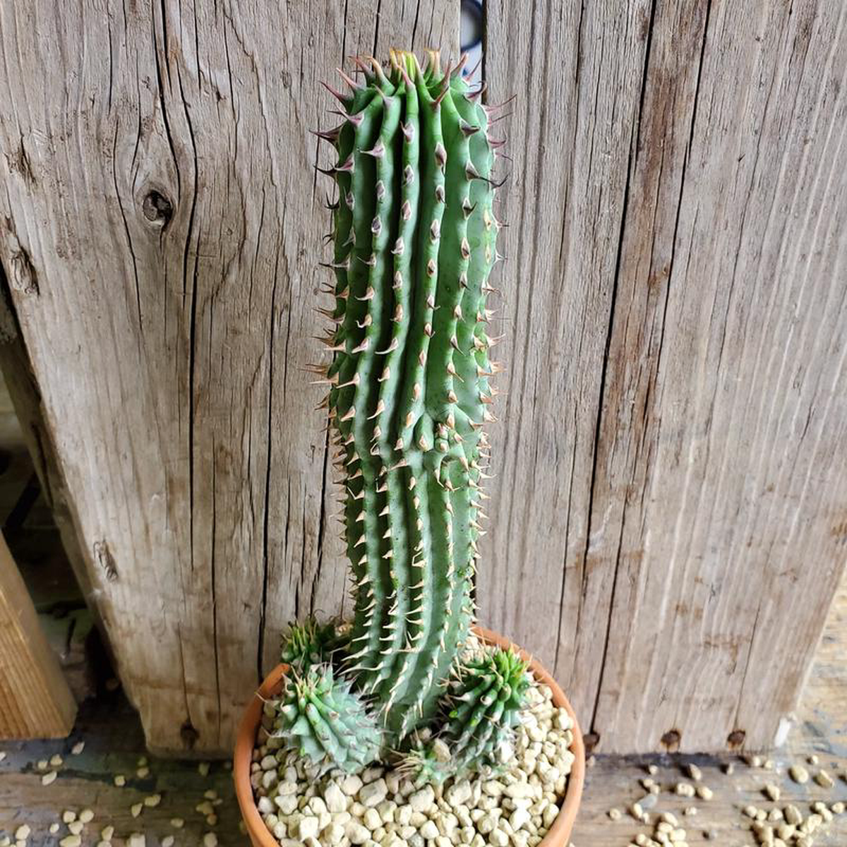 Hoodia Bainii