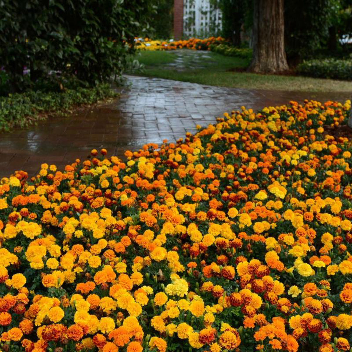 Bulk Hot Pak Mix Marigold Seeds