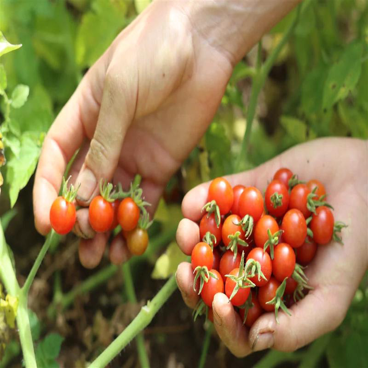Tomato Chiapas Wild Ancient 8211 Eagleridge Seeds