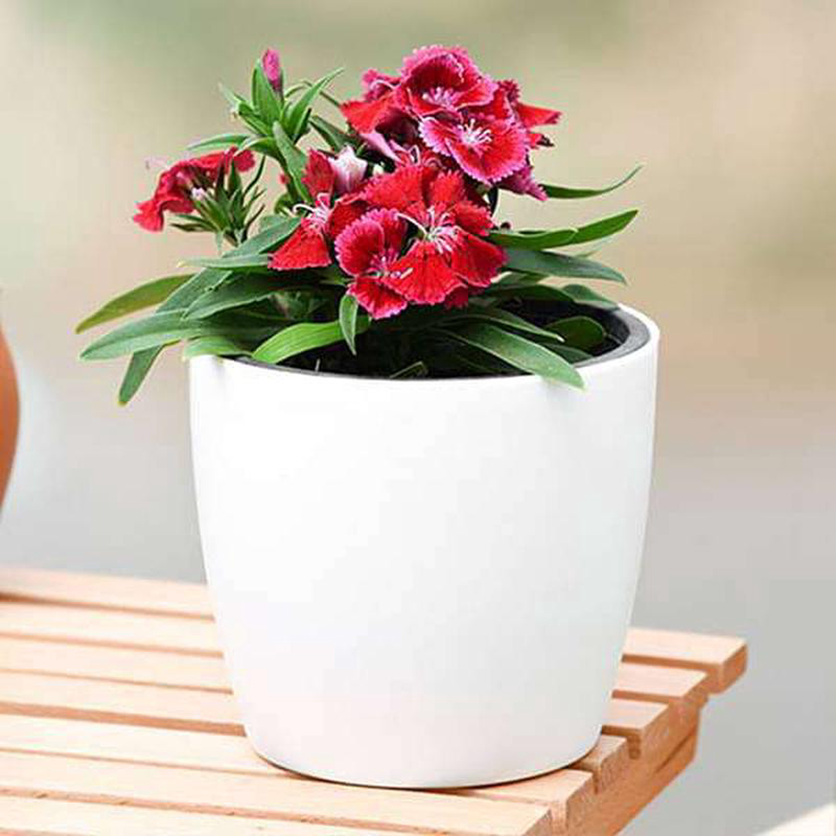 Dianthus (Red) 8211 Plant