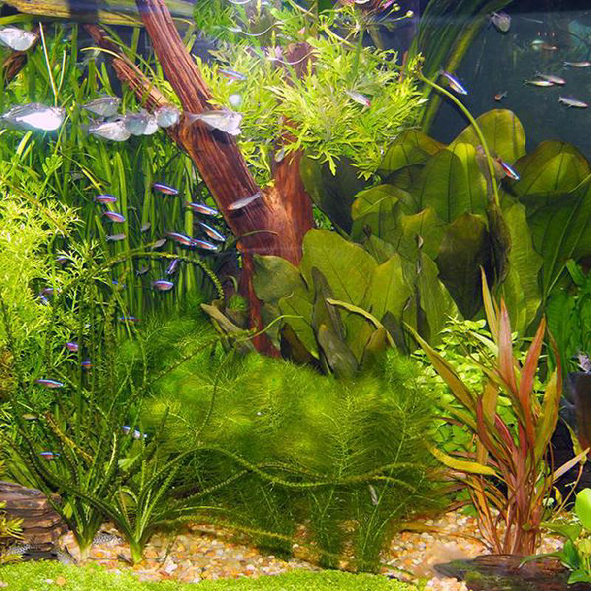 Rare Aquarium Plants ( 22 Varieties Mix Colors ) 8211 50 Seeds
