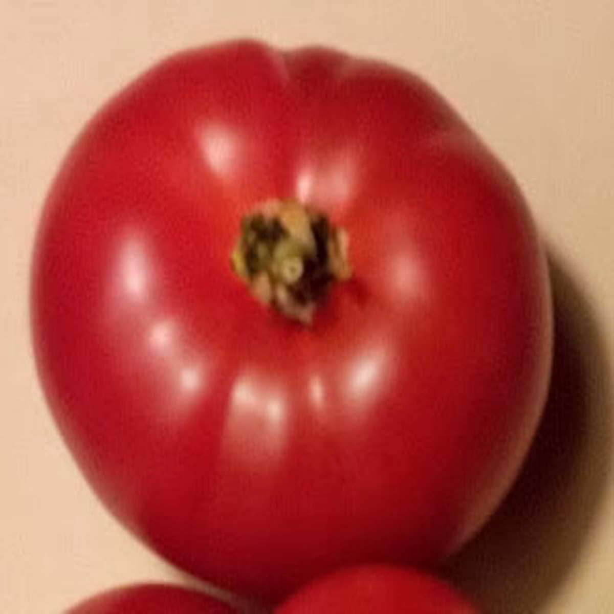 Canabec Rouge Early Bush Tomato 8211 Eagleridge Seeds