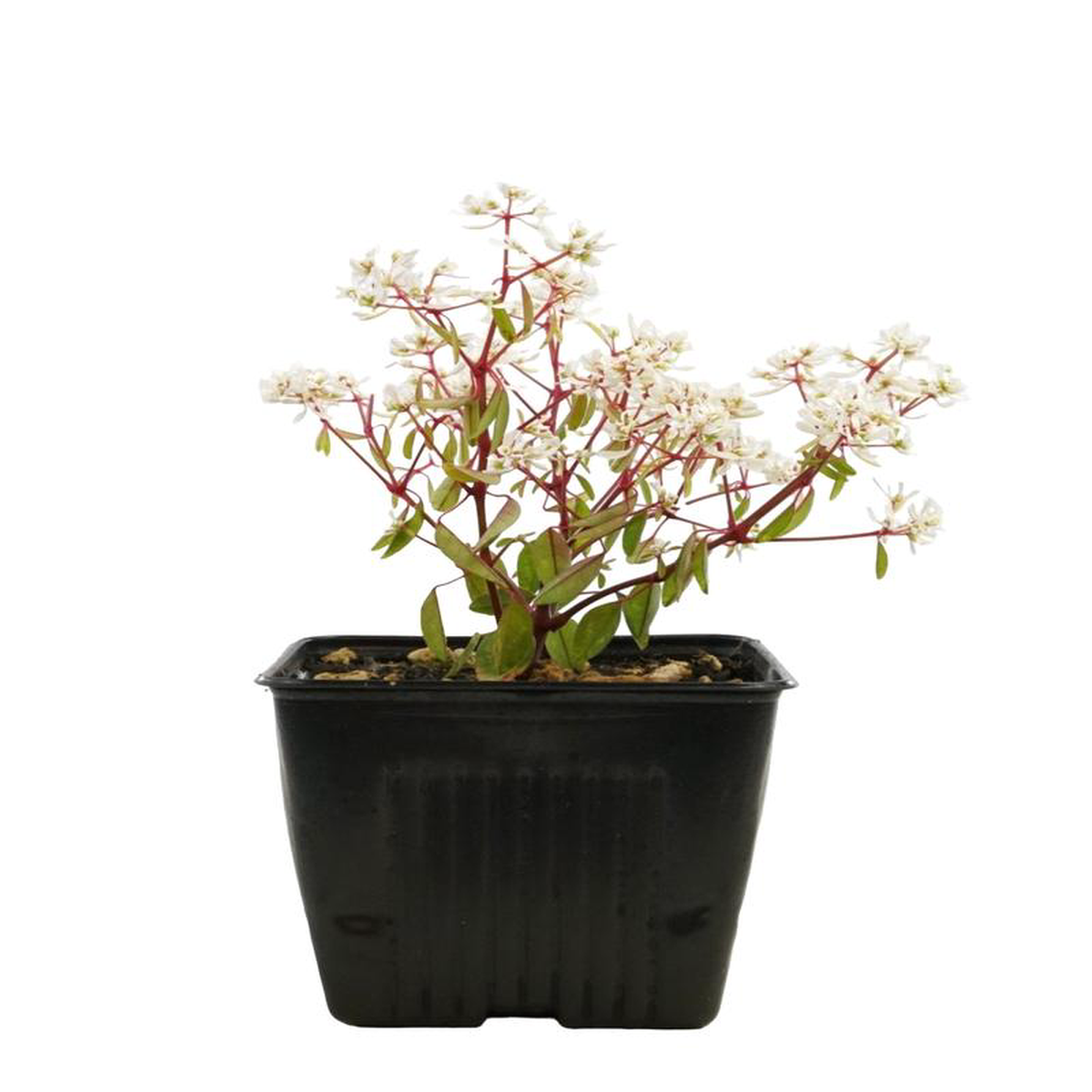 Euphorbia 8217Stardust Super Flash8217