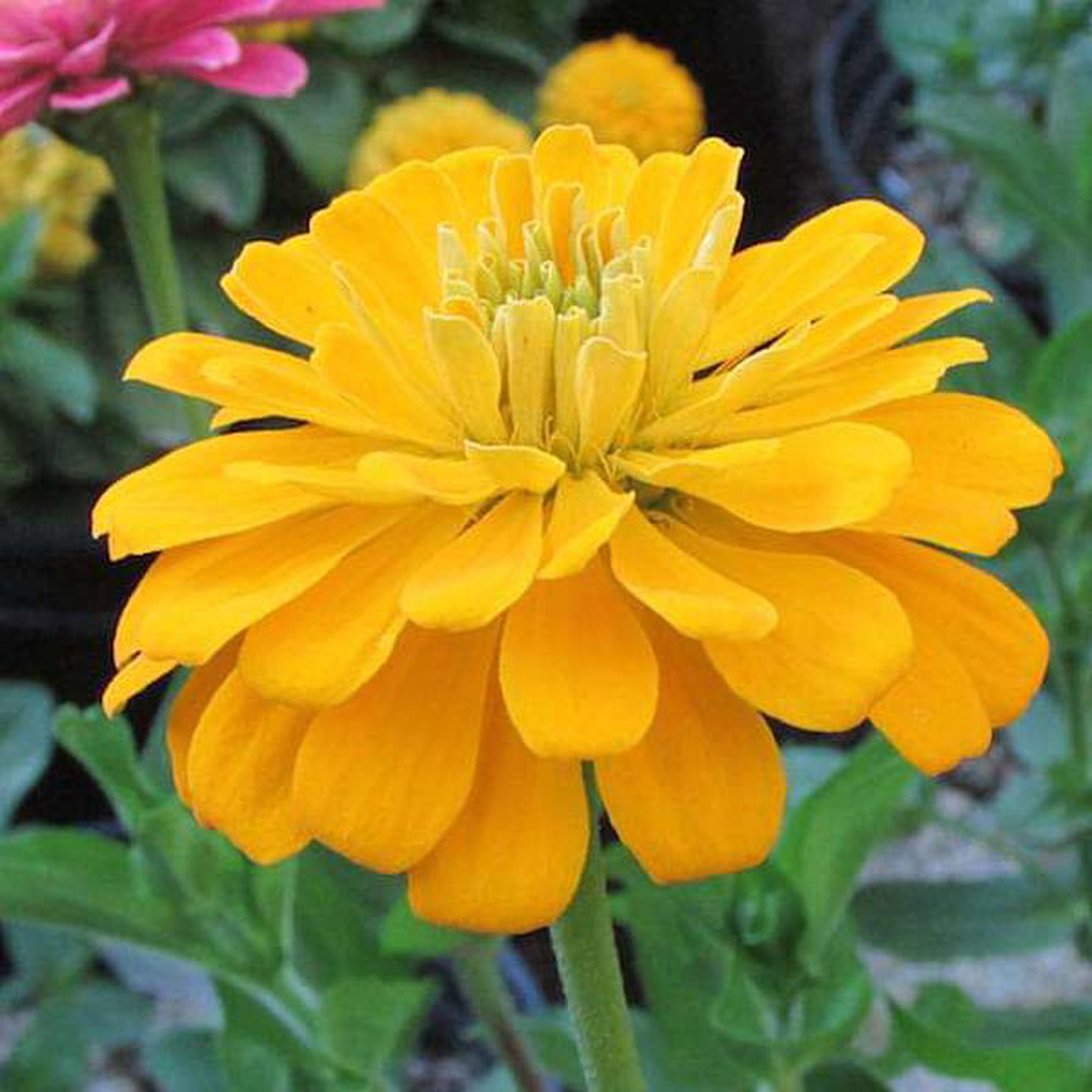 Zinnia Yellow Tall 8211 Desi Flower Seeds