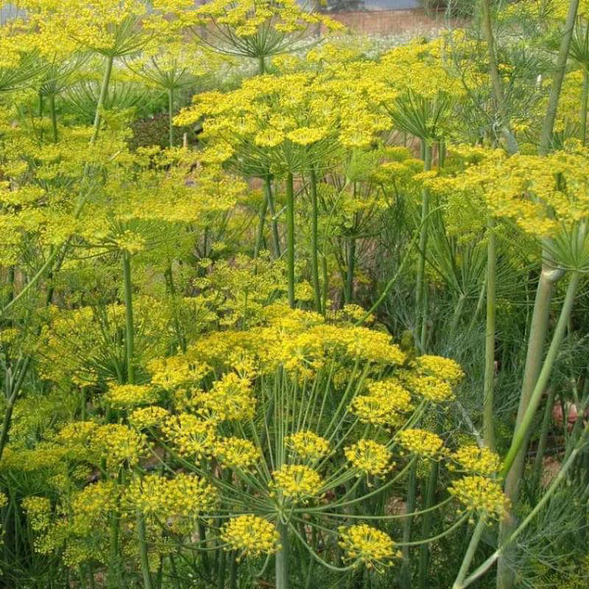 Dill Bouquet 8211 Saanich Organics