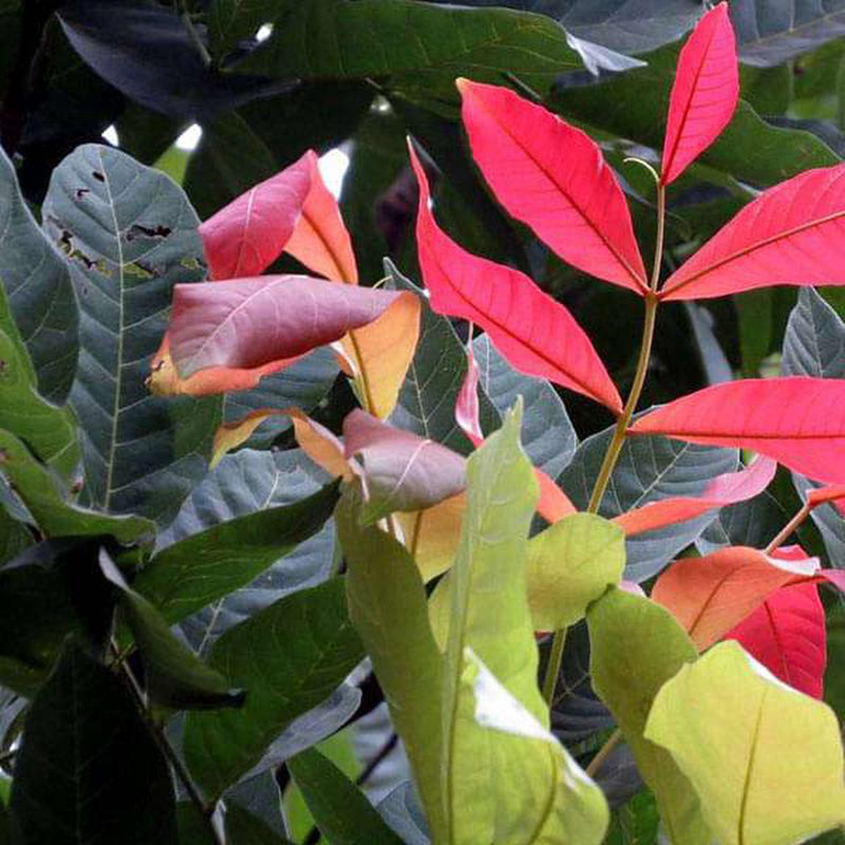 Kusum Tree Ceylon Oak 8211 05 kg Seeds