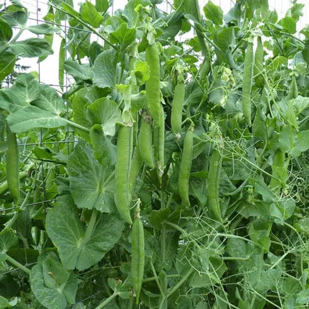 Pea Green Arrow Shelling 8211 Saanich Organics