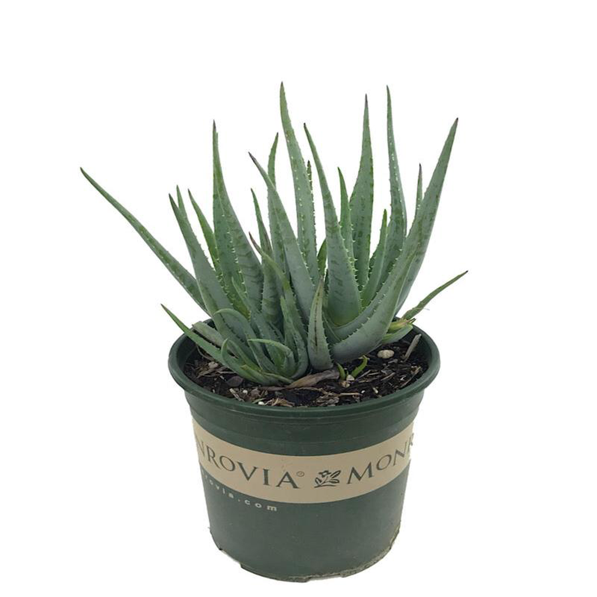 Aloe 8217Blue Elf8217