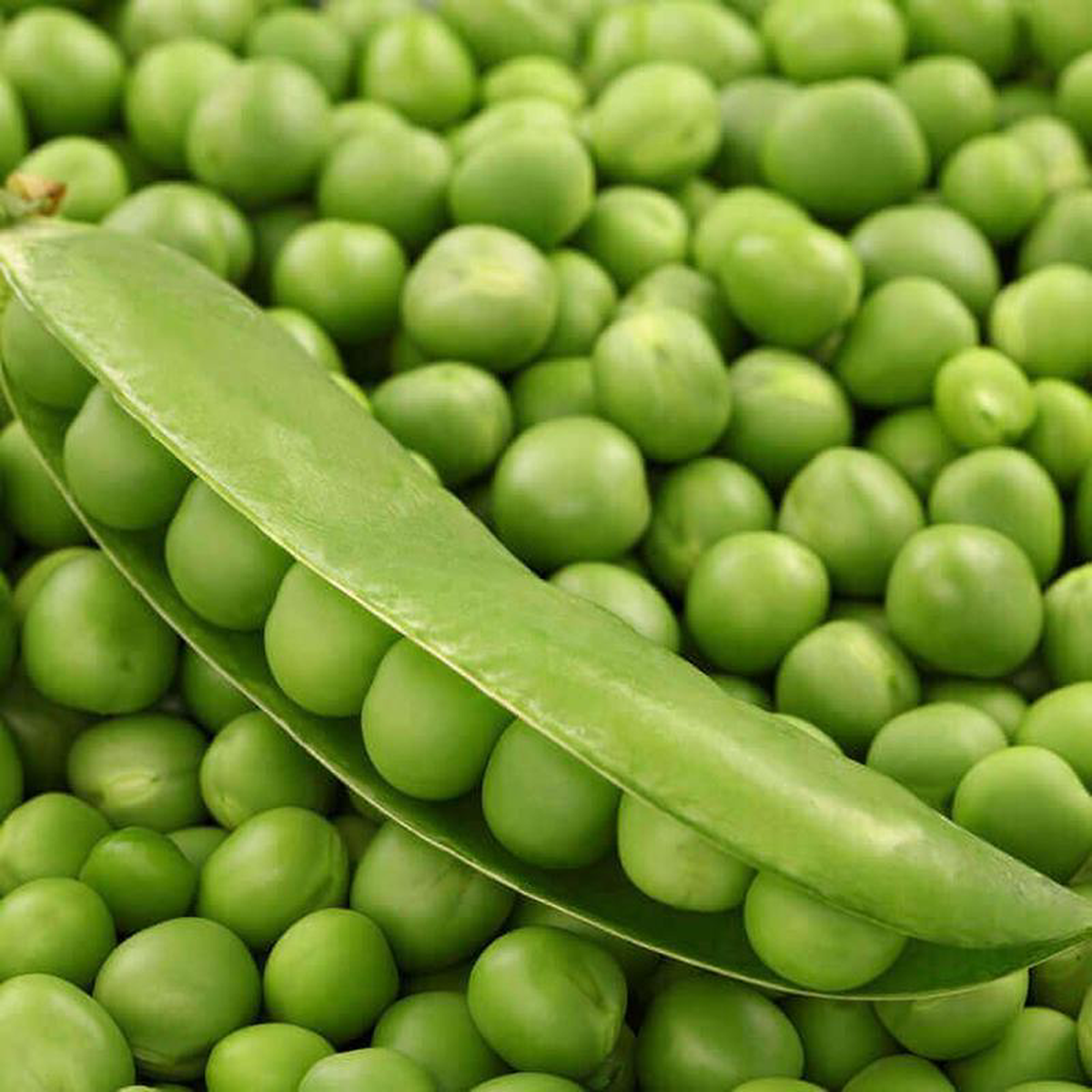 Peas Alderman Large 8211 Ontario Seed Company