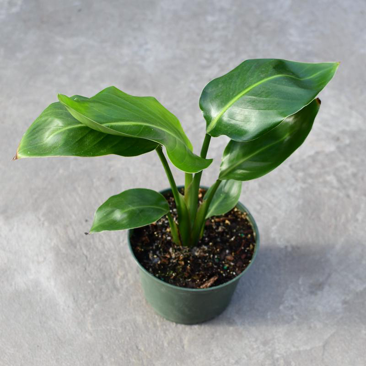 Strelitzia Nicolai 8216White Bird8217