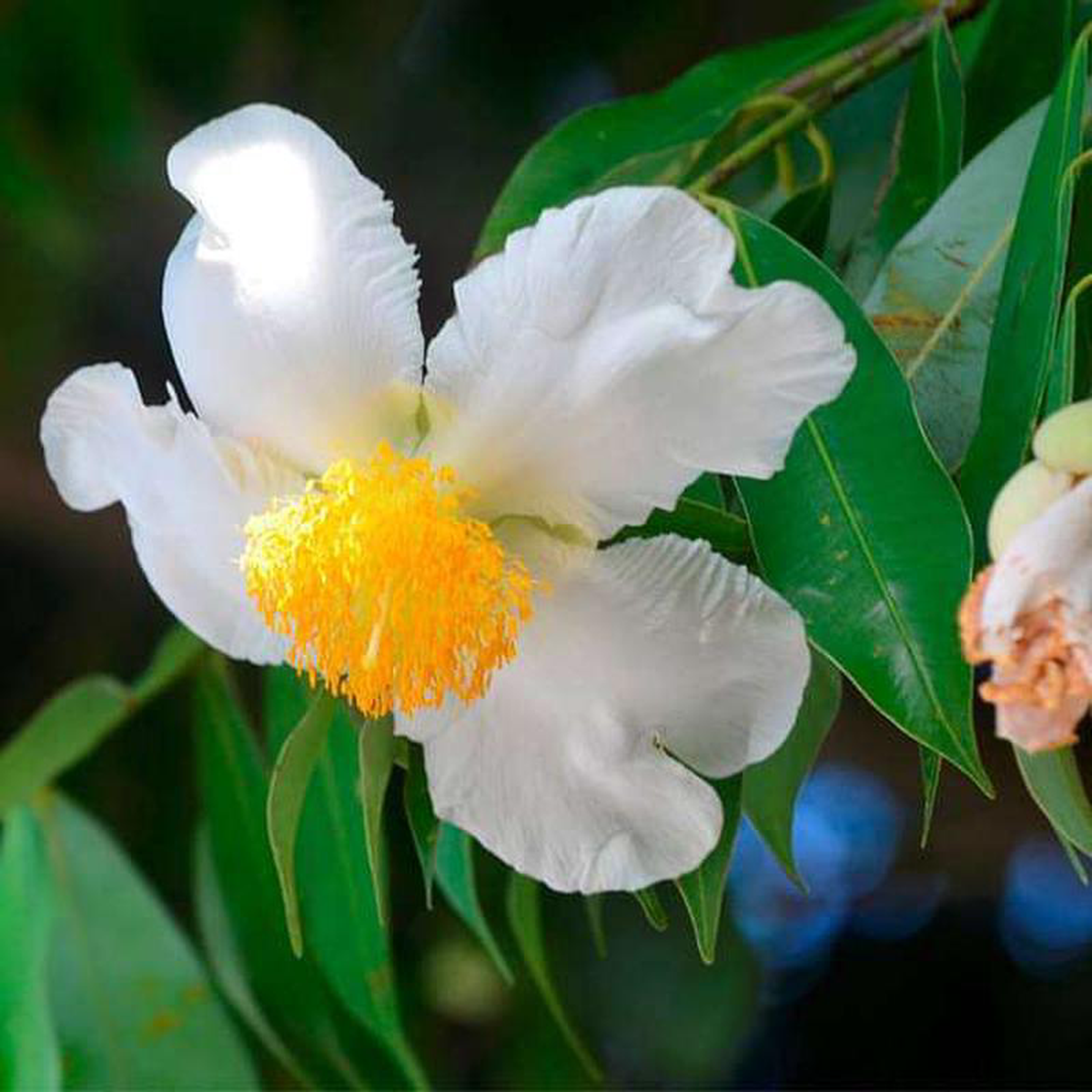 Flower of Tripura Nagkesar 8211 Plant