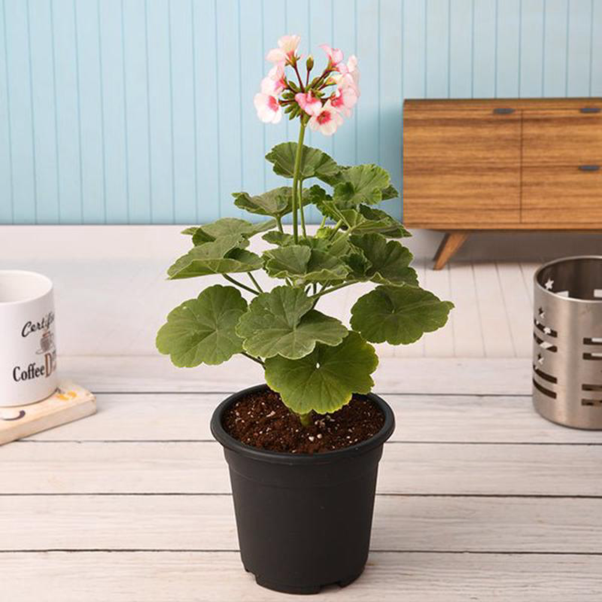 Geranium (Any Color) 8211 Plant