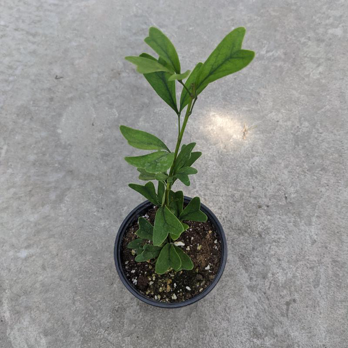Schefflera triangularis