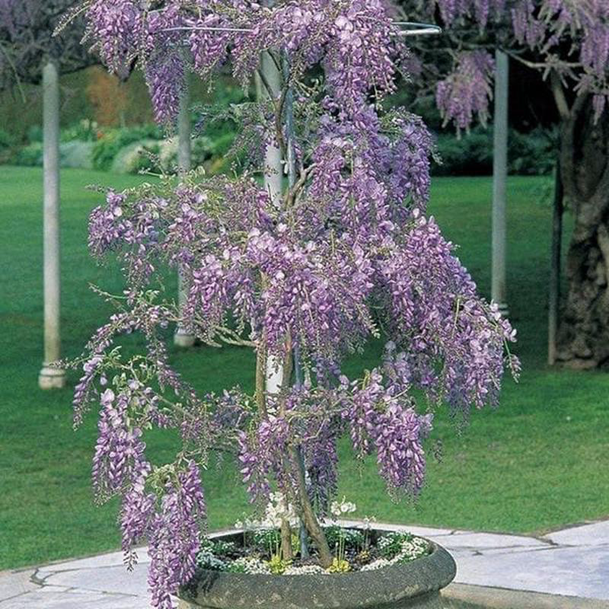 Wisteria 8211 Plant