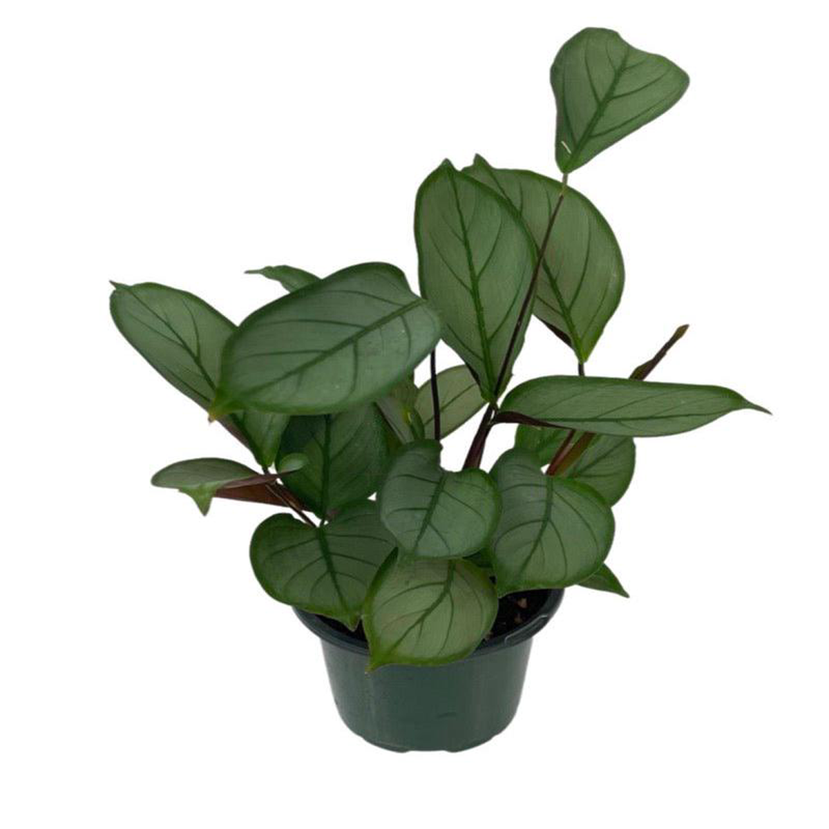 Ctenanthe 8217Grey Star8217