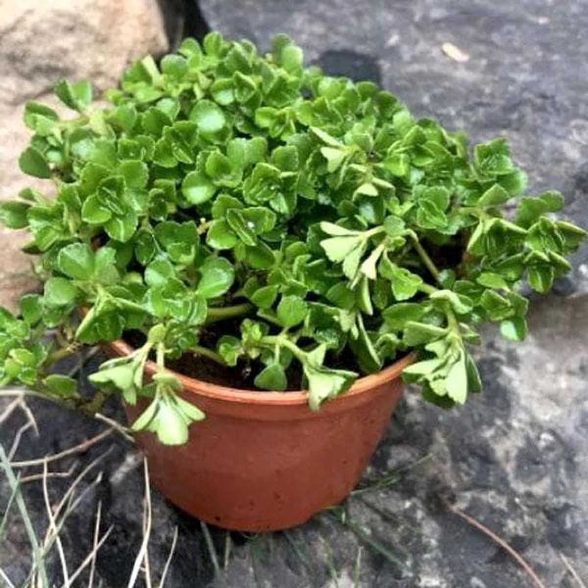 Pilea Glauca Pilea Blue 8211 Plant