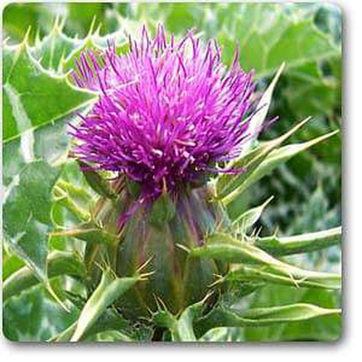 Blessed Thistle 8211 Plant