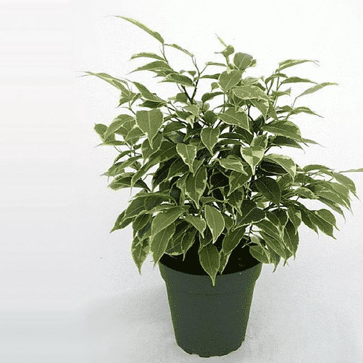 Ficus benjamina variegata Variegated Weeping Fig 8211 Plant