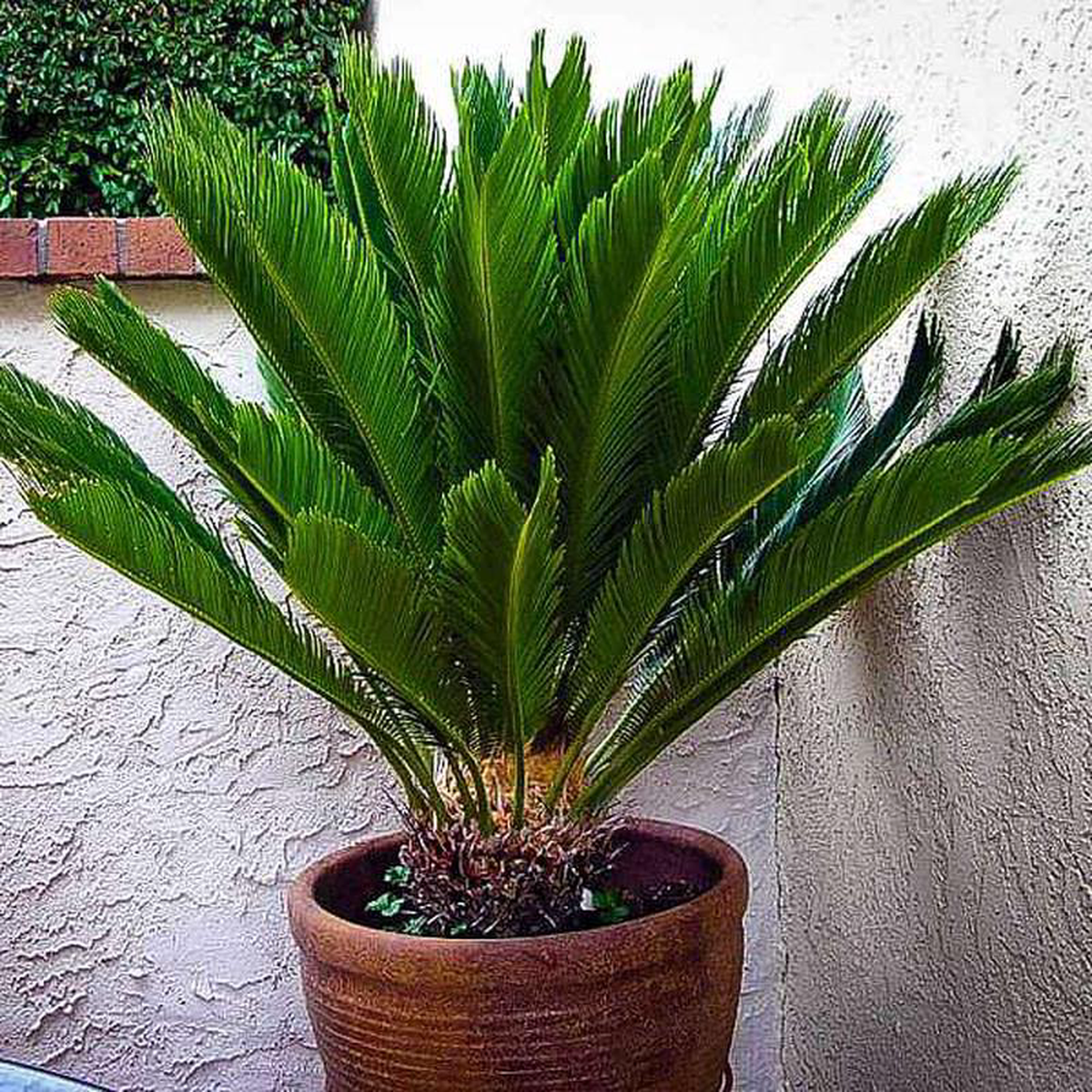 Cycas Plant Queen Sago Cycas circinalis 8211 Plant