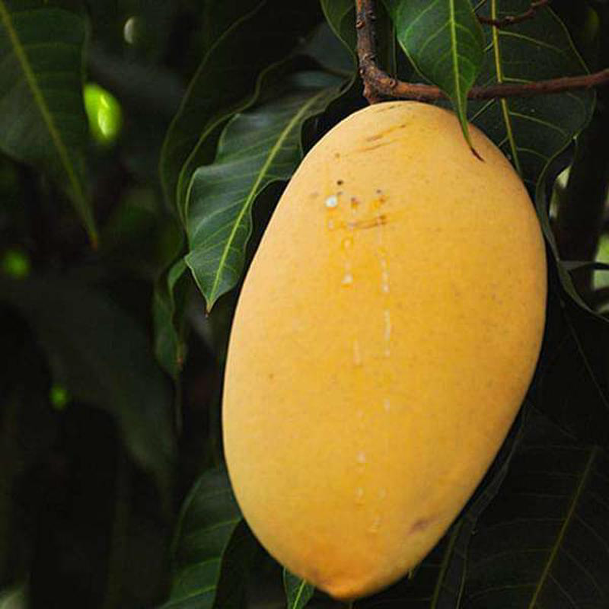 Mango Tree (Alphonso Grafted) 8211 Plant