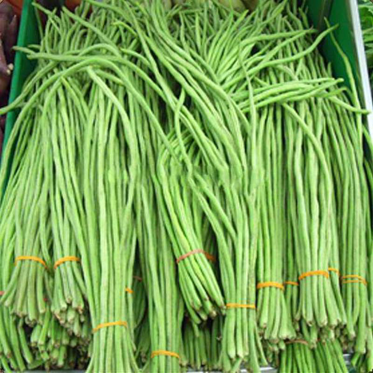 Yard Long Imported Beans 8211 Vegetable Seeds