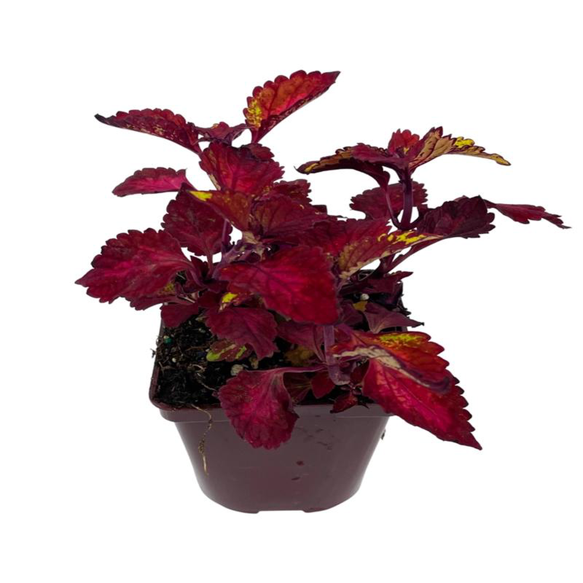 Coleus 8217CC Hottie8217