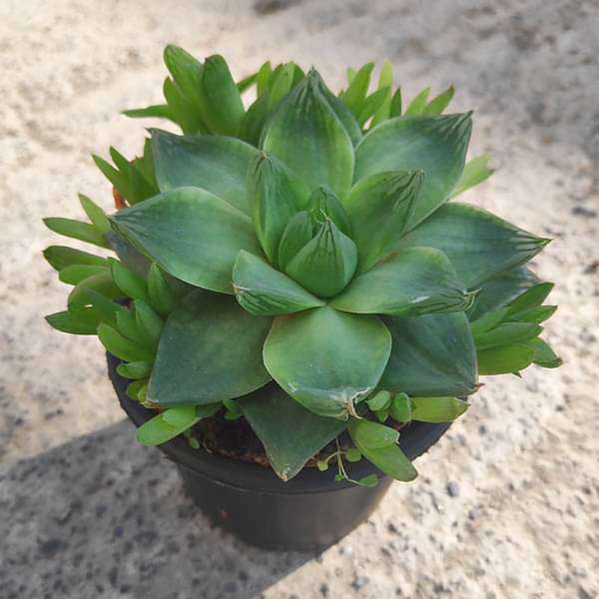 Haworthia cymbiformisCathedral Window Haworthia 8211 Succulent Plant