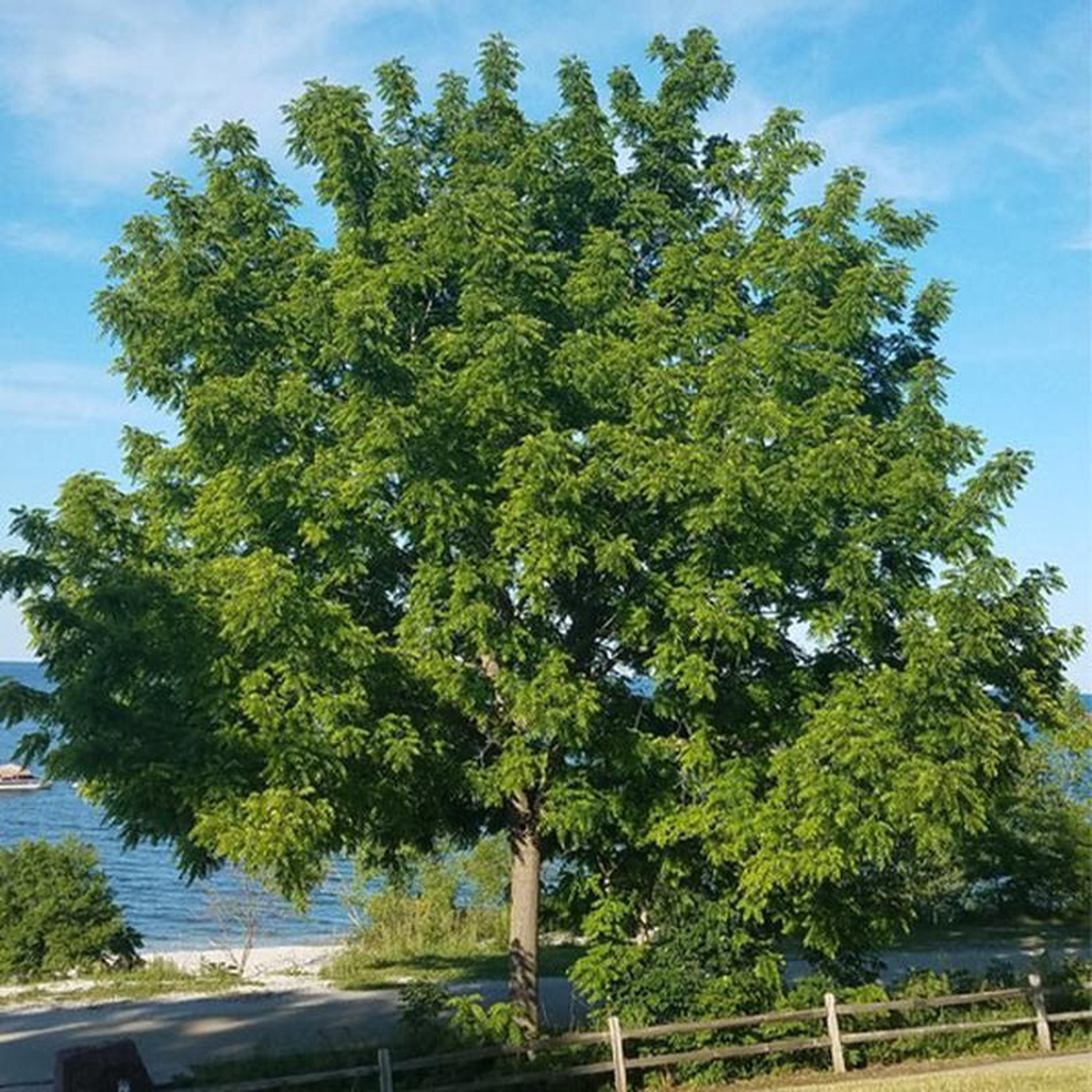 Black Walnut Tree