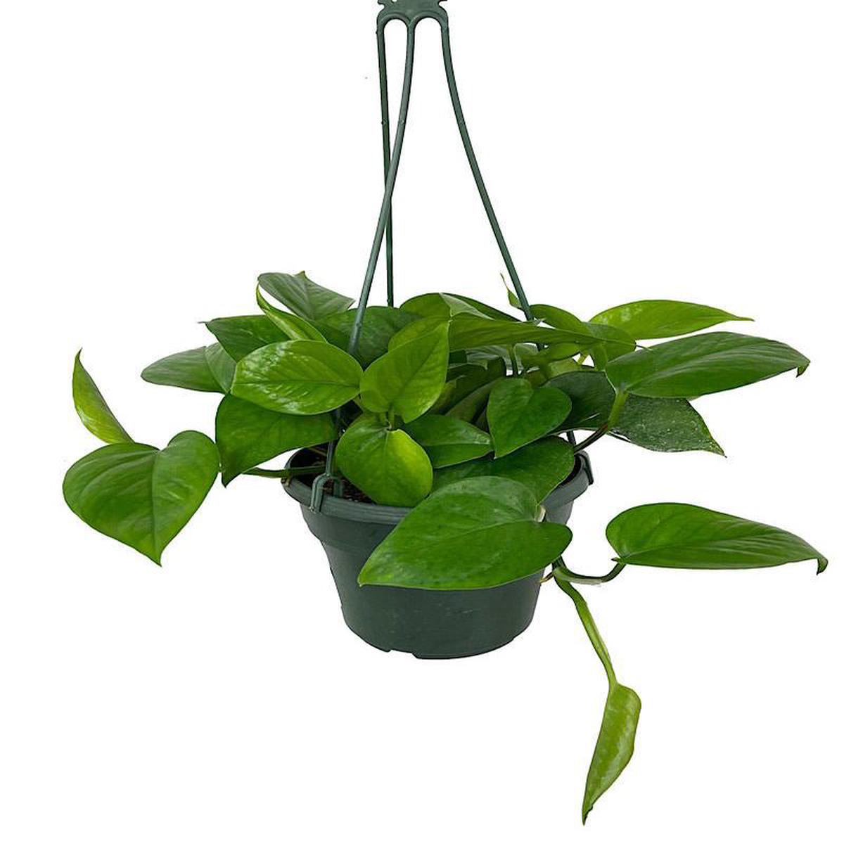 Epipremnum 8217Jade8217