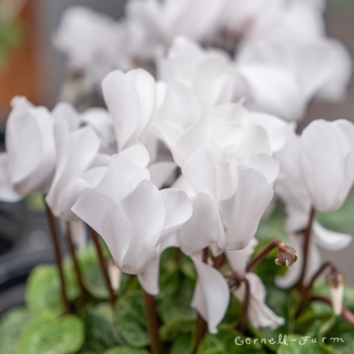 Cyclamen Elegante White 4in