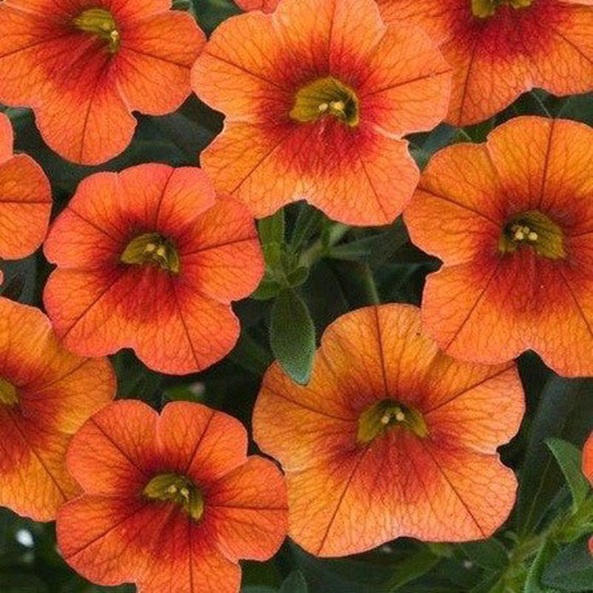 Calibrachoa 8217Callie Orange8217 4 Inch