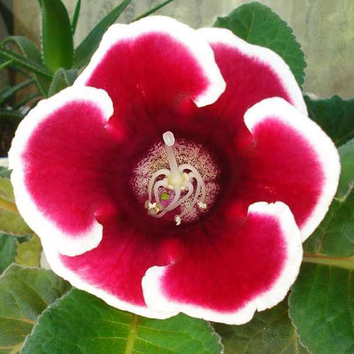 Gloxinia (Any Color) 8211 Plant