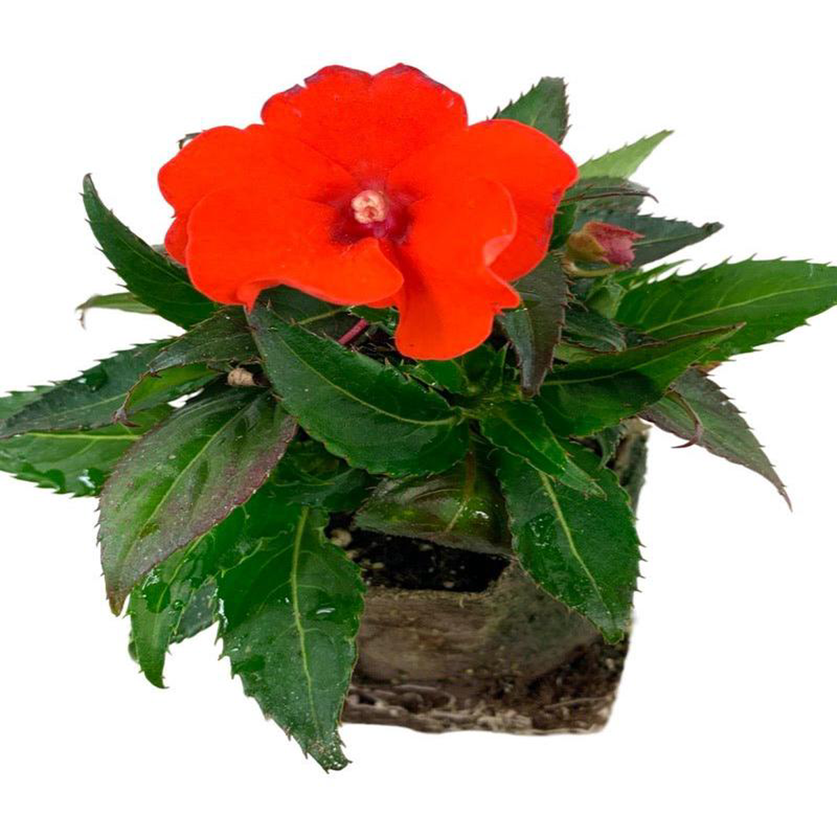 Sunpatiens 8217Compact Electric Orange8217