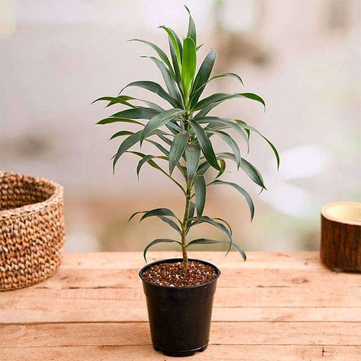 Pleomele Song of India (Green) 8211 Plant