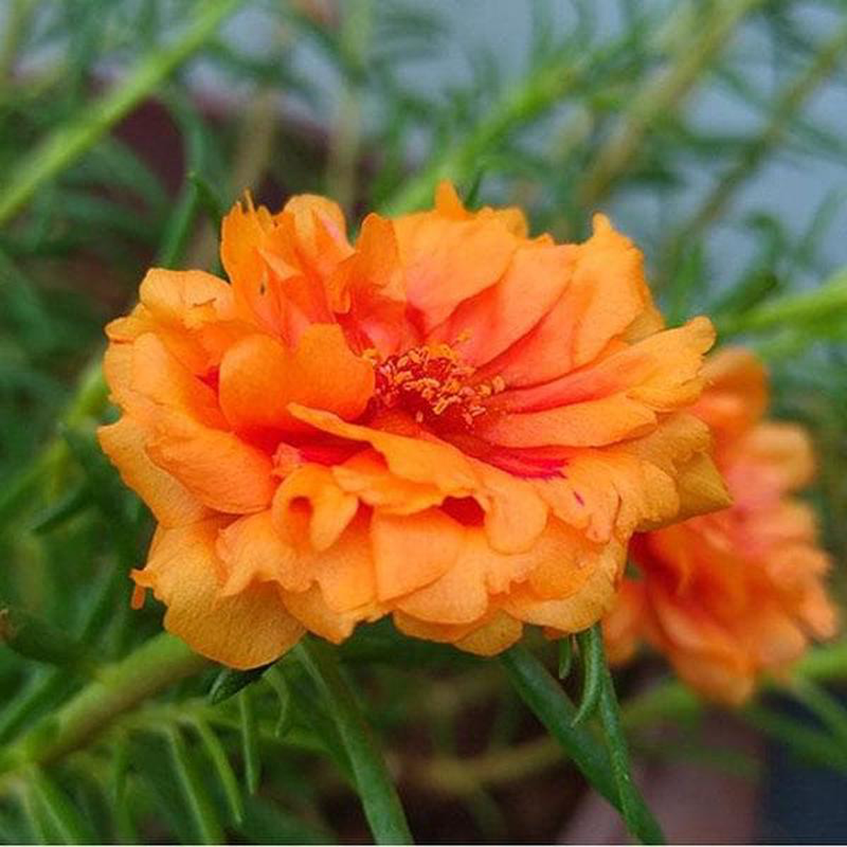 Portulaca 9 O Clock (Orange) 8211 Plant