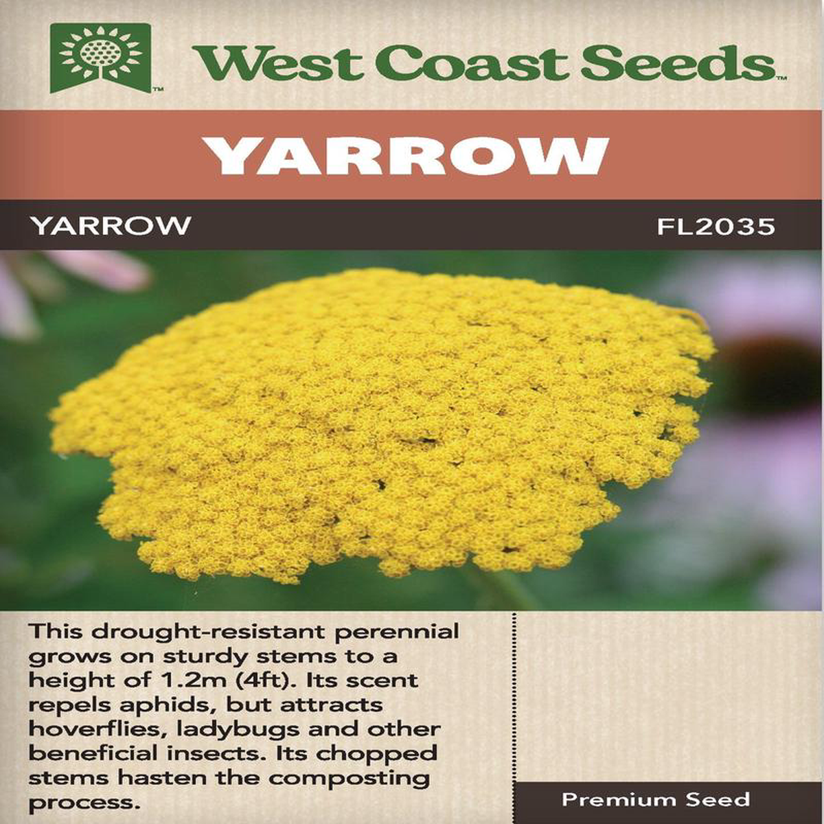 Yarrow 8211 West Coast Seeds