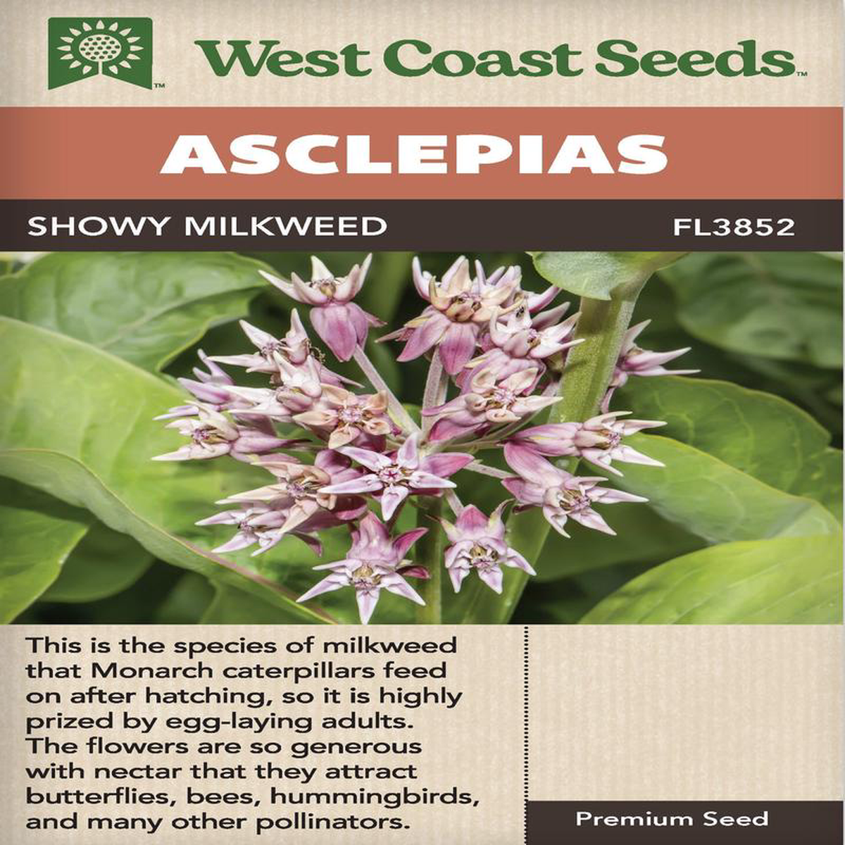 Asclepias Showy Milkweed 8211 West Coast Seeds