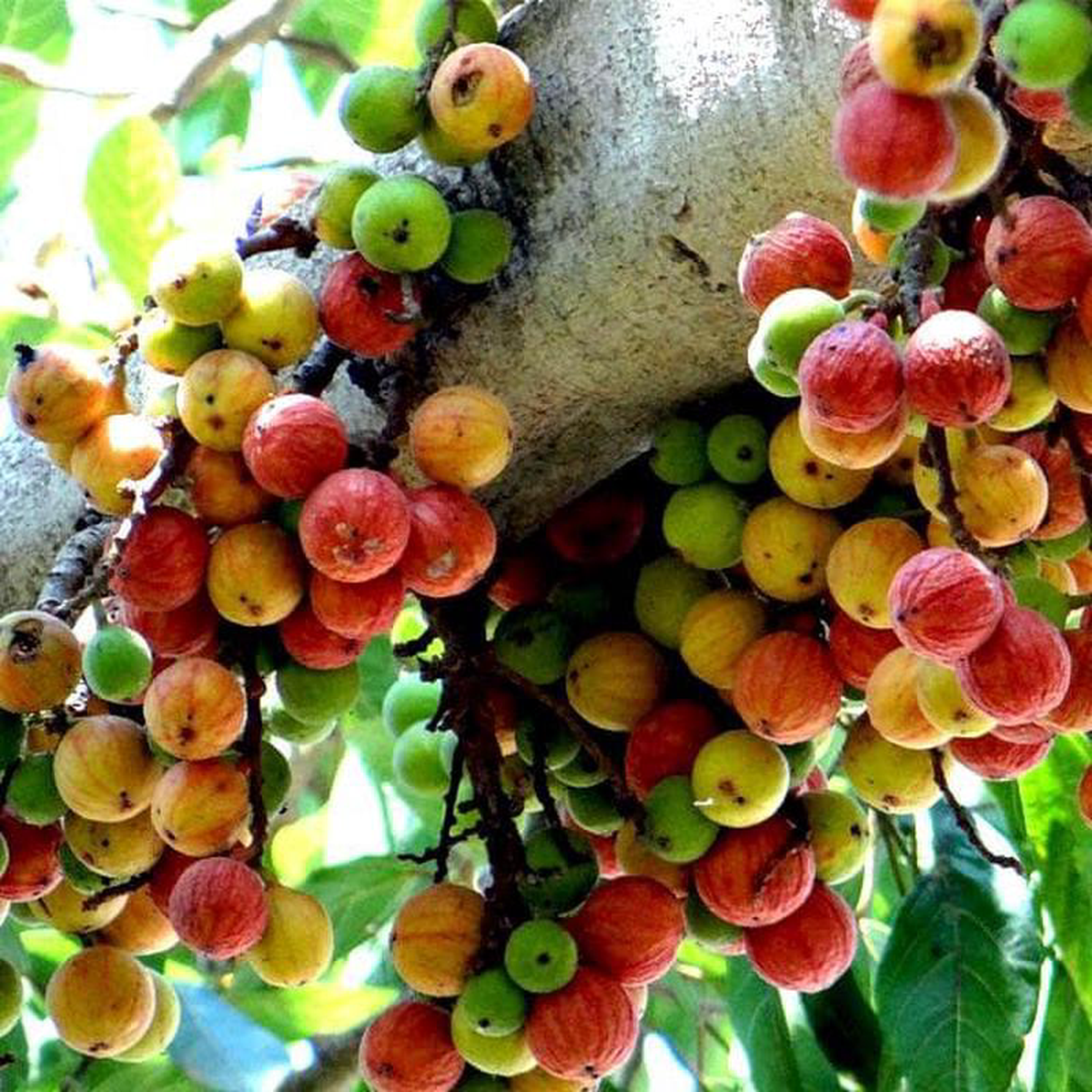 Goolar Umber 8211 Plant