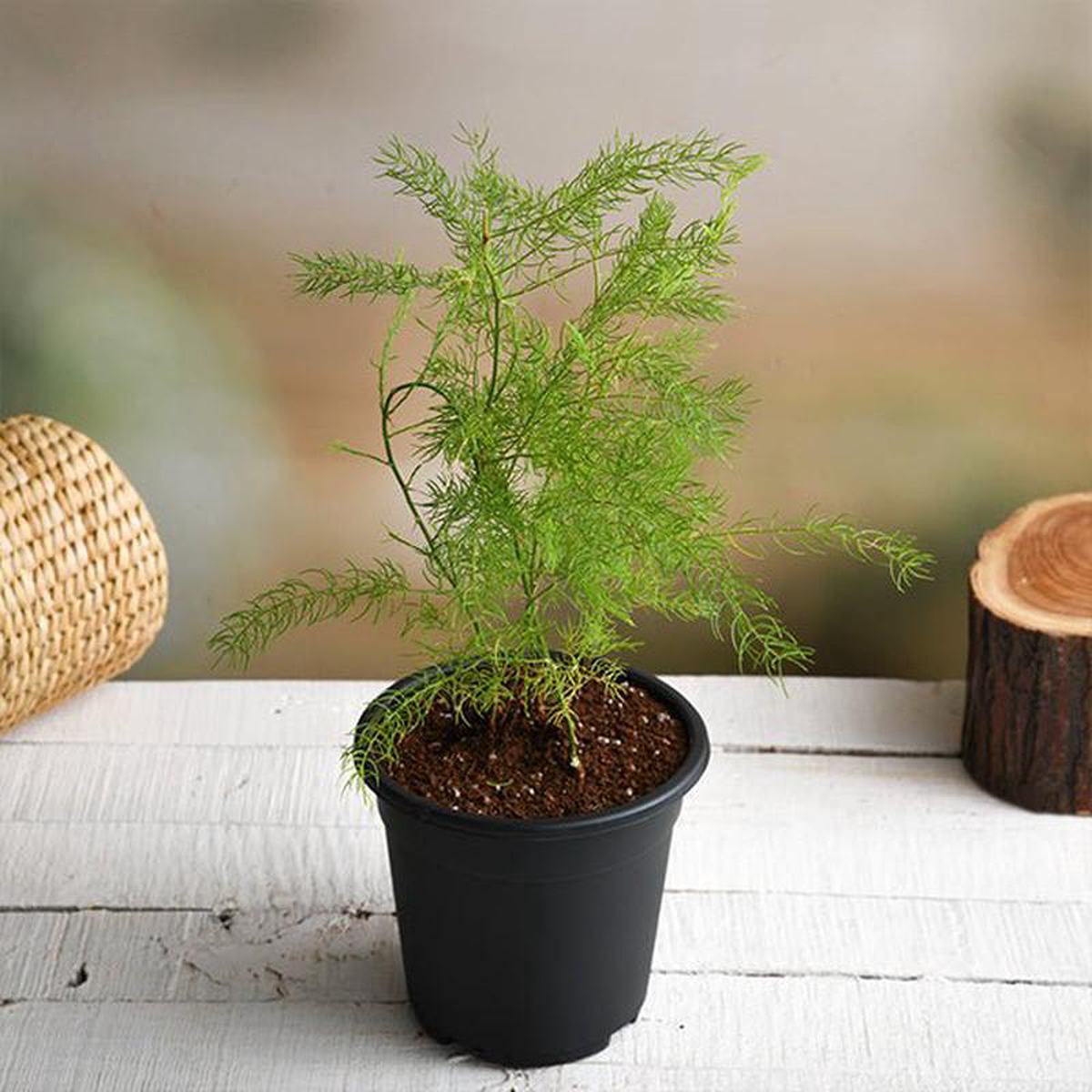Wild Asparagus Shatavari 8211 Plant