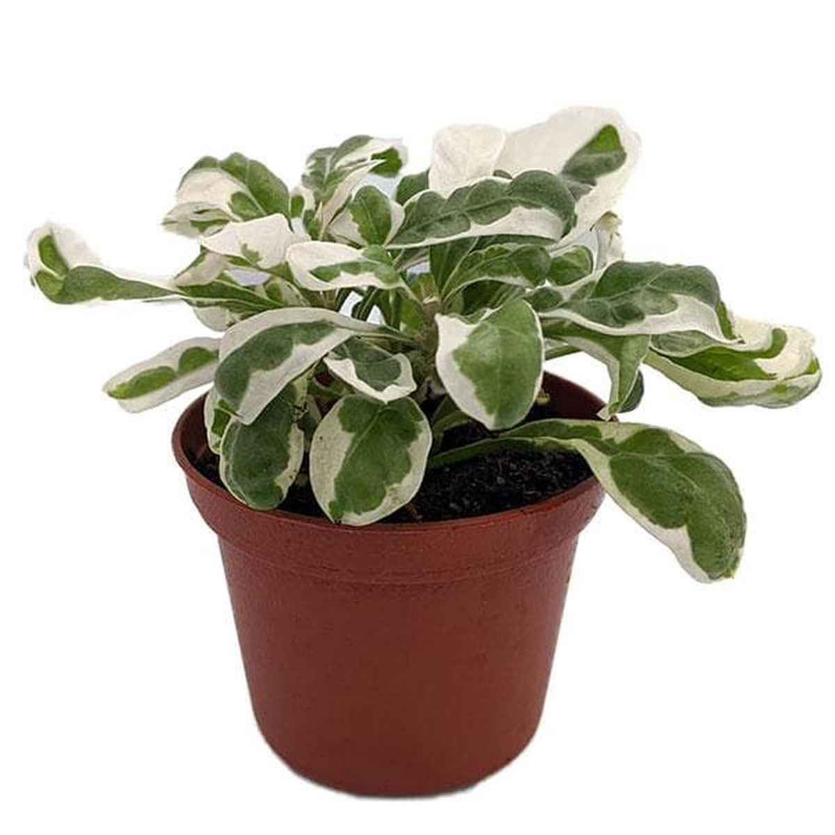 Alternanthera variegated 8211 Plant
