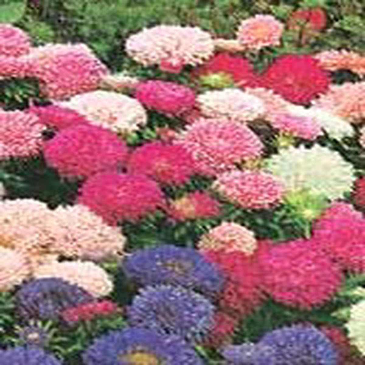 Aster Powderpuff Bouquet 8211 Ontario Seed Company