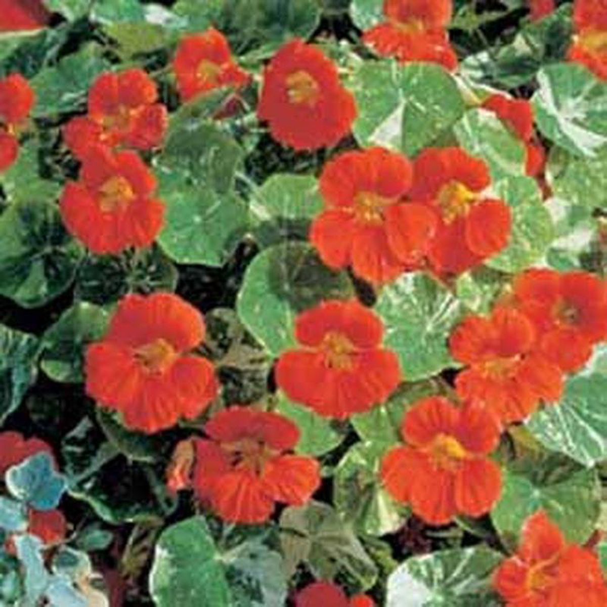 NASTURTIUM Alaska Tip Top Red