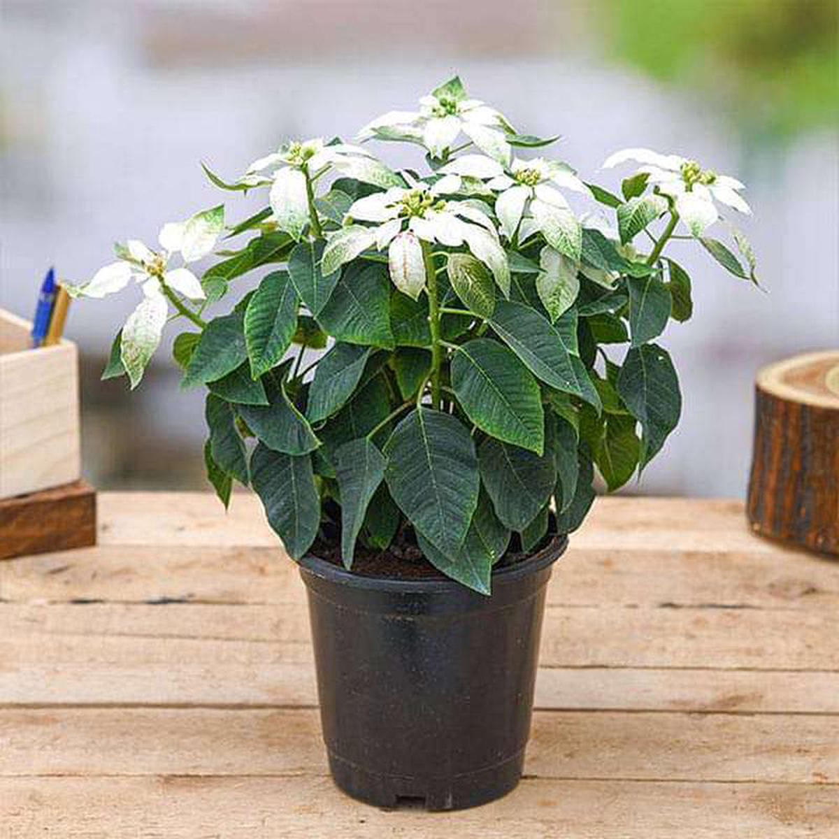 Poinsettia Christmas Flower (White) 8211 Plant