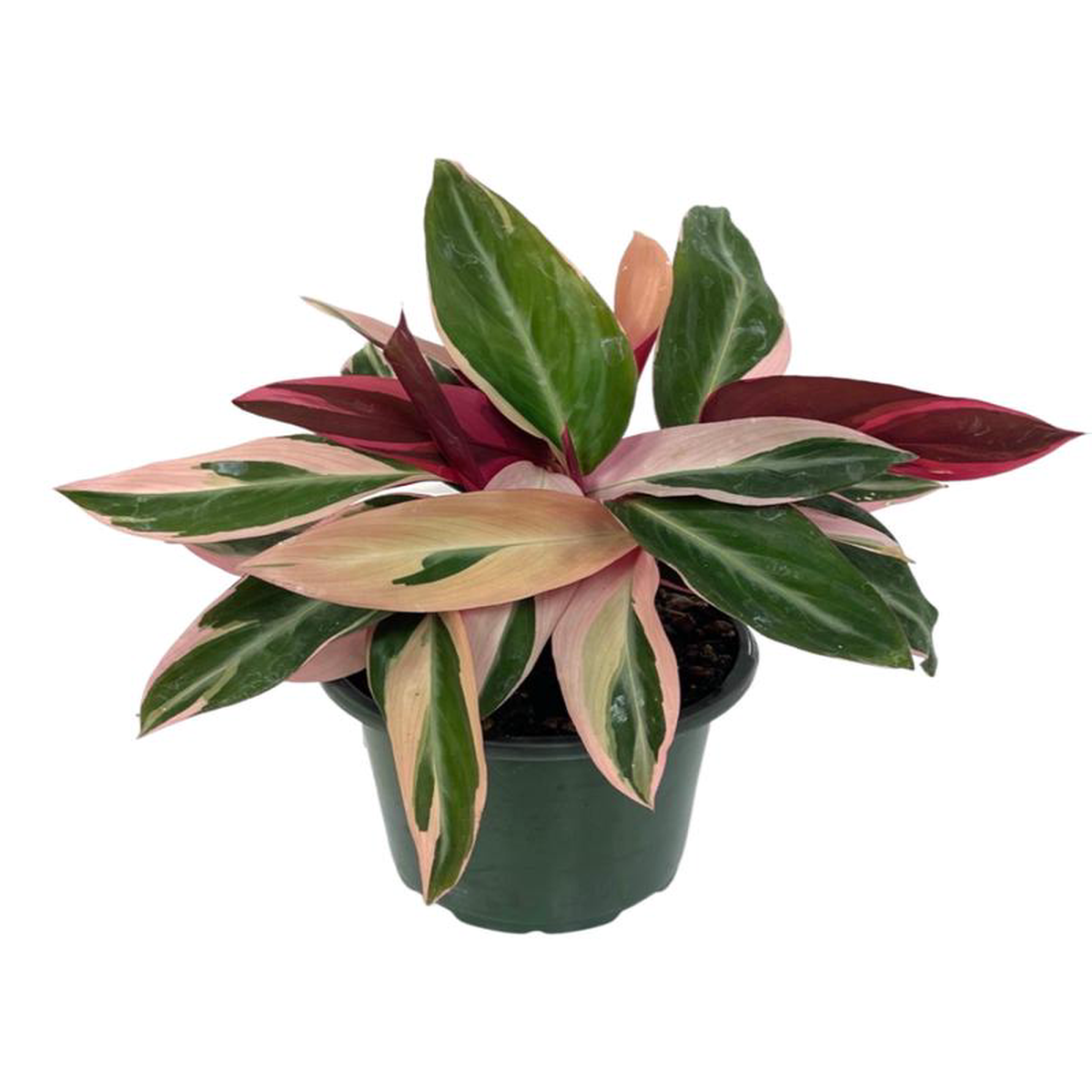 Stromanthe sanguinea 8217Triostar8217