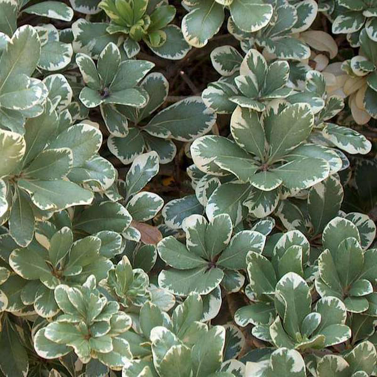 Pittosporum Tobira Variegatum 8211 Plant