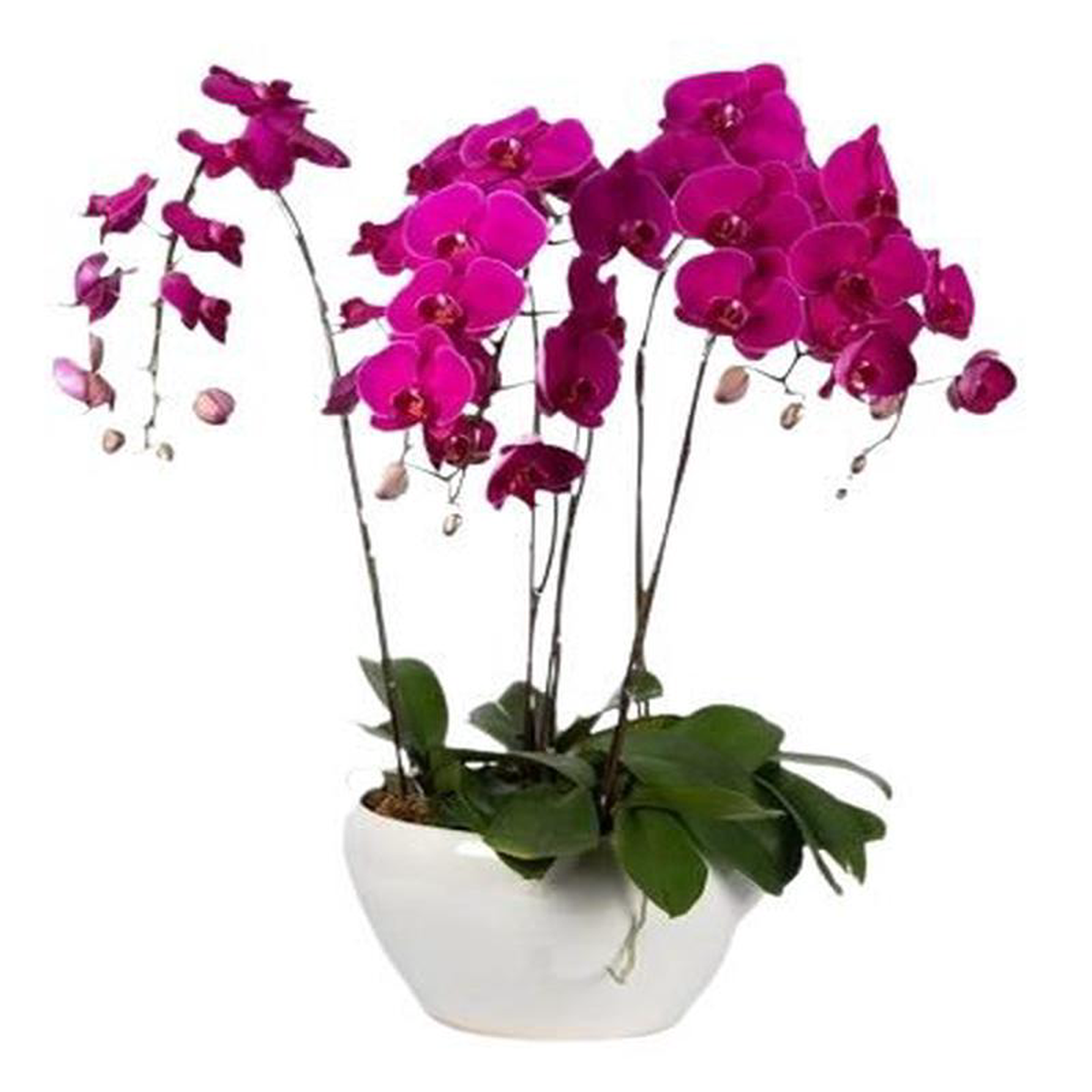 Ceramic Bowl Pot of Luxury Phalenopsis Orchids