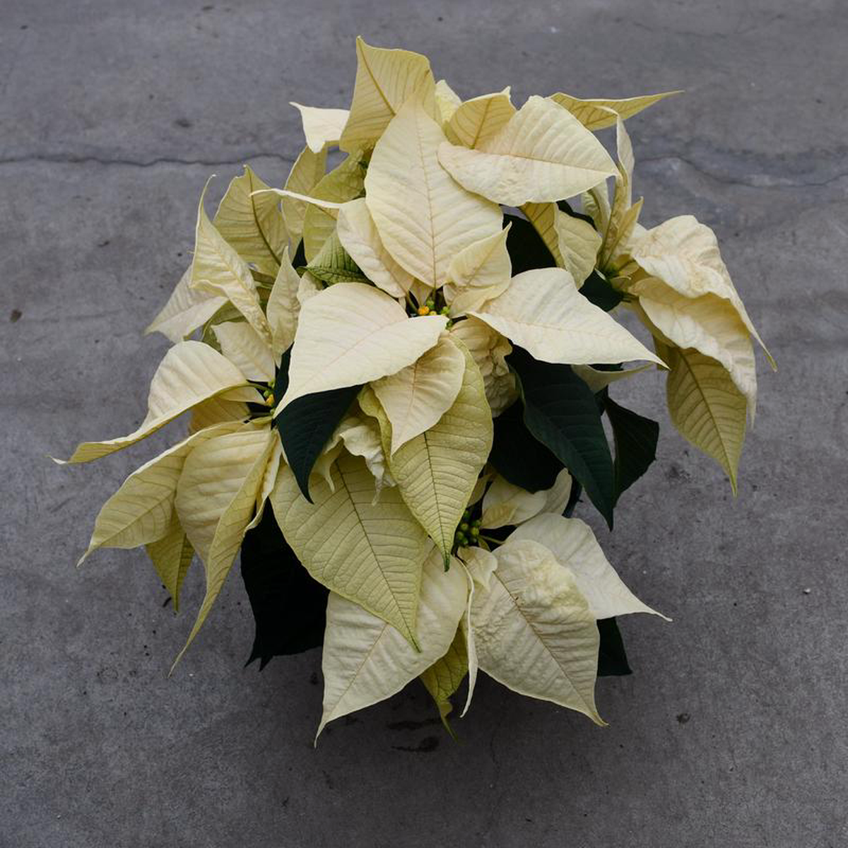 White poinsettia (Euphorbia pulcherrima)