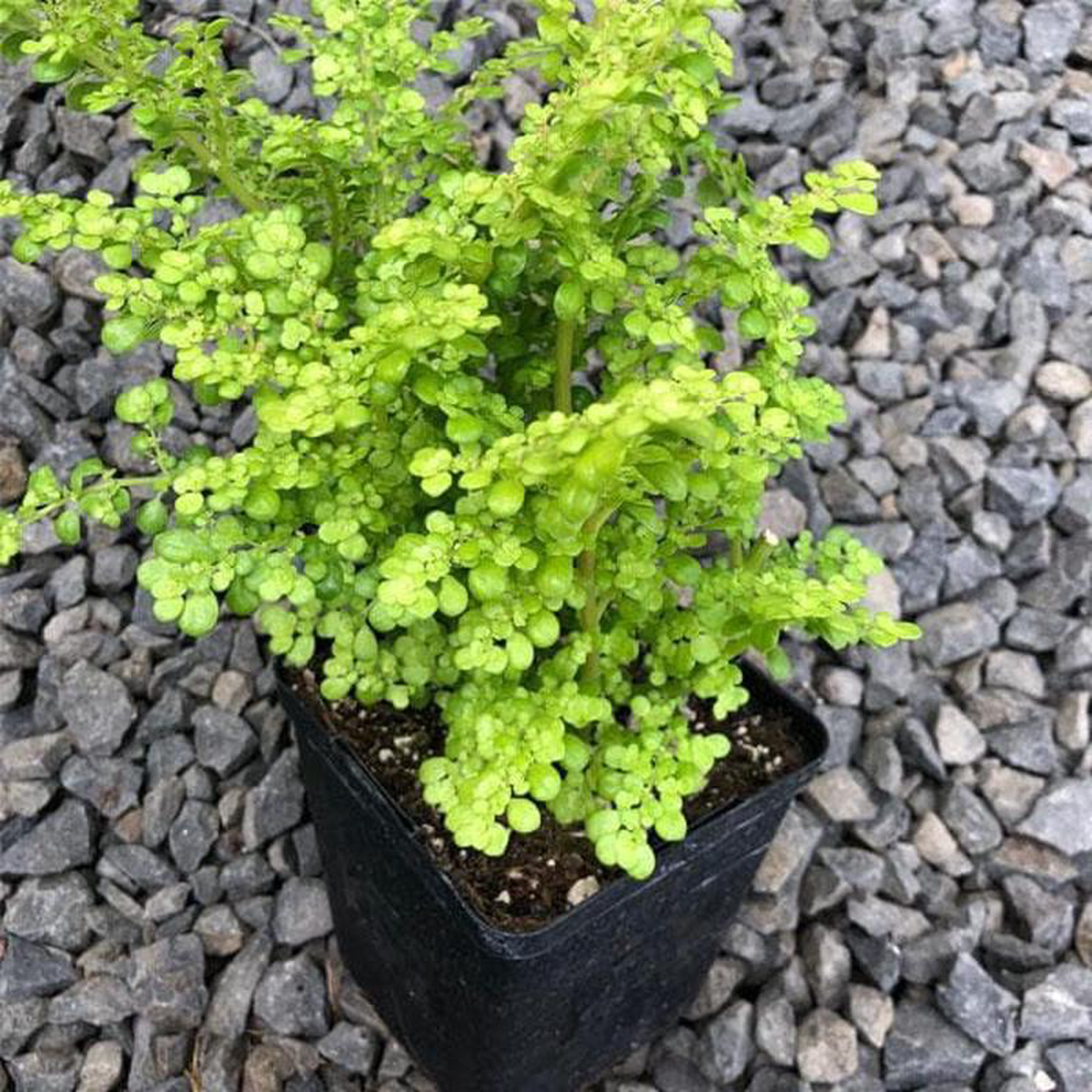 Pilea Artillery Pilea Microphylla 8211 Plant