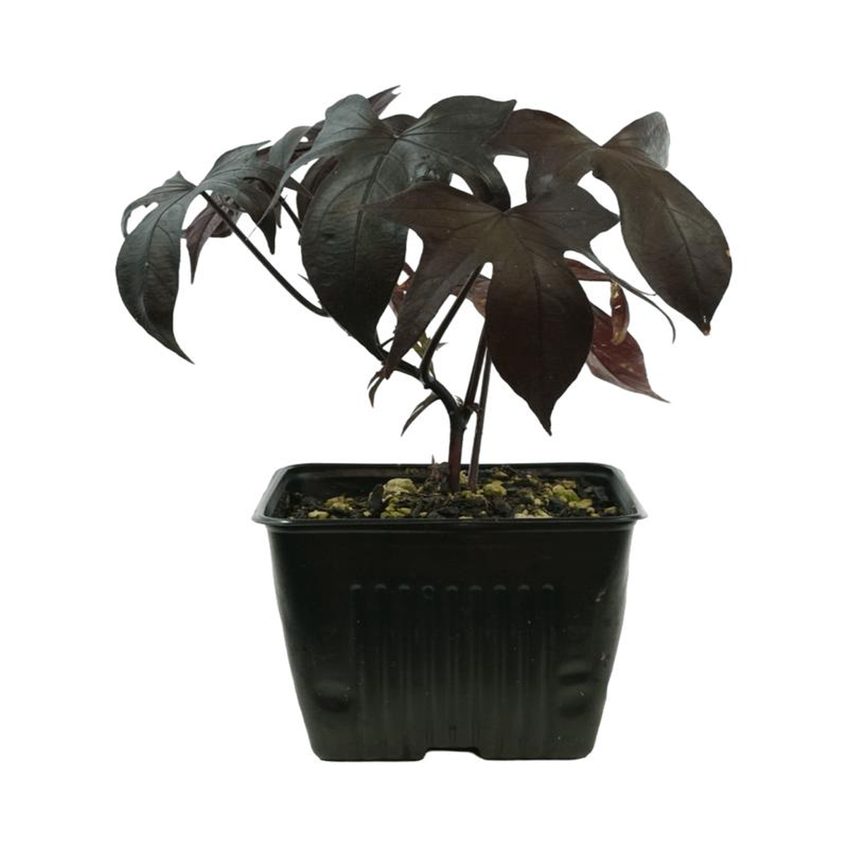 Ipomoea 8217Blackie8217